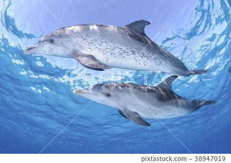 Pair of dolphins in the Bahamas Pair of dolphins in the Bahamas 38947019