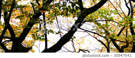 Autumn leaves in the forest 38947041