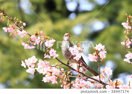 Pink Kawazu cherry blossoms and bulbuls 38947174