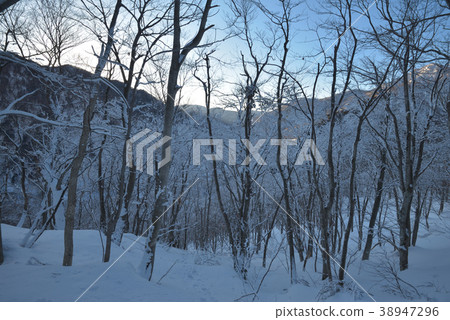 Snow forest in front of the morning sun 38947296