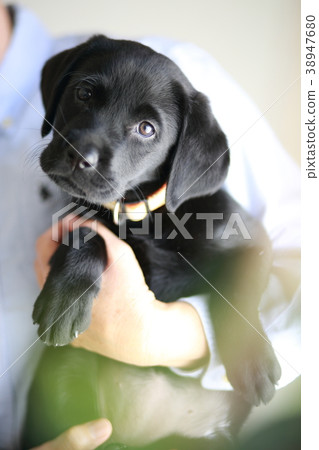 Kyoton face 38947680