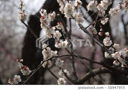 Hakumei（Kairakuen） 38947955