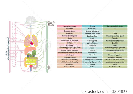 自主神經2英文符號 38948221