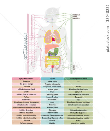 Autonomic nervous system English notation 38948222