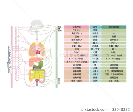 Autonomic nerve-2 38948223