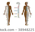 Dermatome front / back 38948225