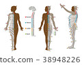 Dermatome front / back / side 38948226