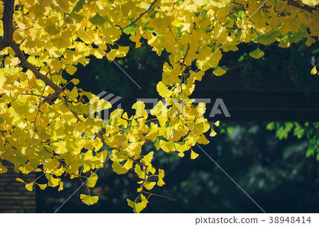 Ginkgo biloba leaves(Autumn leaves) Ginkgo biloba leaves(Autumn leaves) 38948414