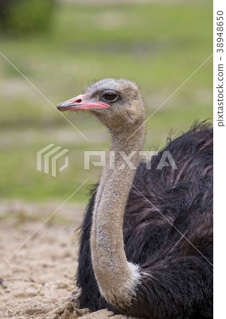 Ostrich in the wild, a portrait  38948650