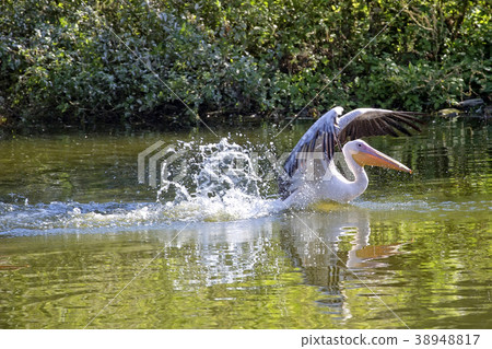 Pelican in the water in the wild Pelican in the water in the wild 38948817