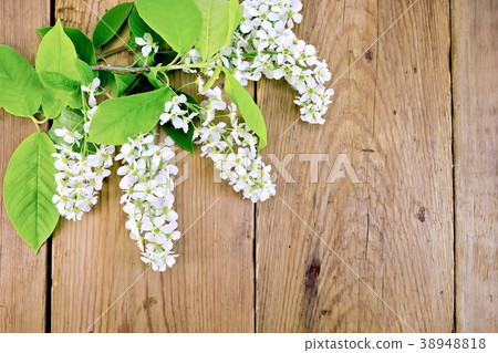 Bird cherry blossoming on board Bird cherry blossoming on board 38948818