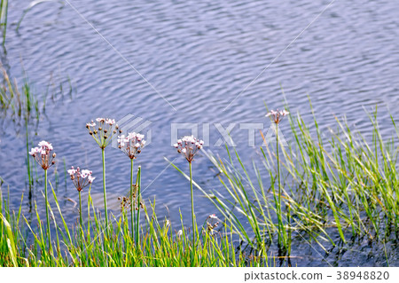Butomus umbellatus on lake Butomus umbellatus on lake 38948820