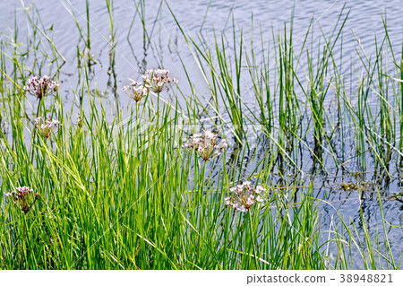 Butomus umbellatus on water Butomus umbellatus on water 38948821