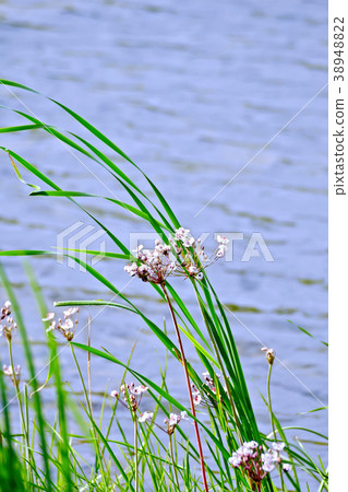 Butomus umbellatus with leaf Butomus umbellatus with leaf 38948822