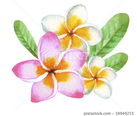 雞蛋花水彩插圖 雞蛋花水彩插圖 38949255
