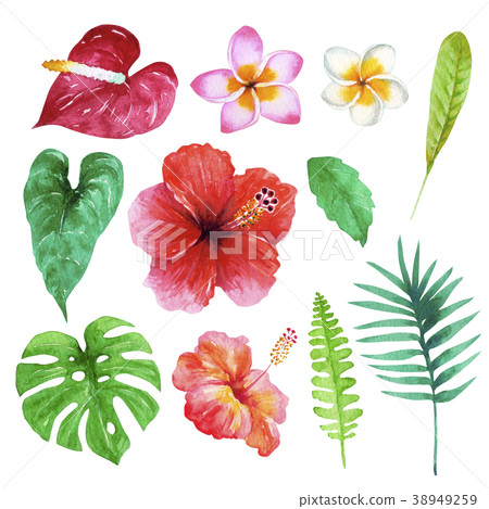 Southern country plant watercolor illustration Southern country plant watercolor illustration 38949259