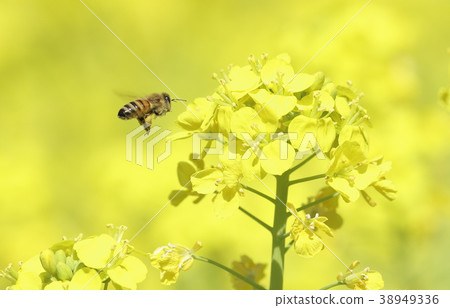 Rapeseed flowers and bees 10 Rapeseed flowers and bees 10 38949336