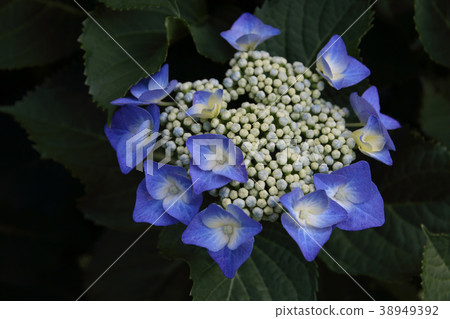 繡球花 繡球花 38949392