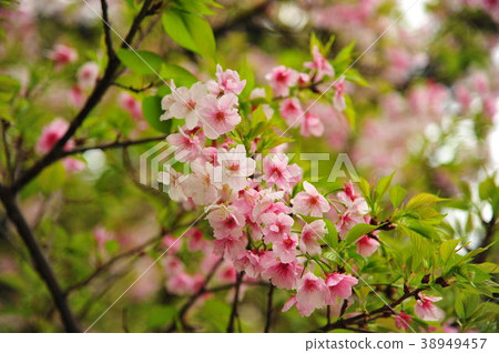 櫻花 櫻花 38949457