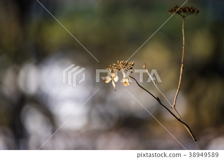 與繡球花 38949589