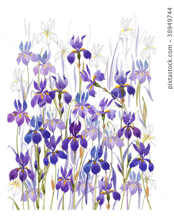 鳶尾花 鳶尾花 38949744