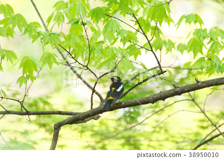 Fresh green and mildew 38950010