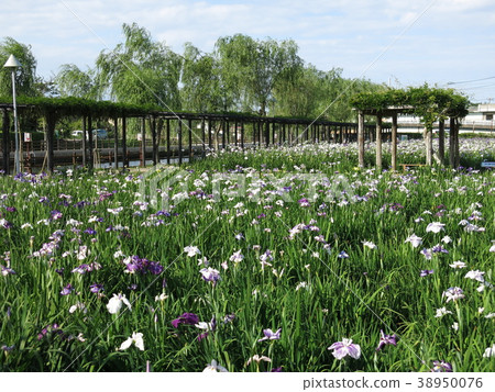 Watersports Tidari Ayame Garden in June where the irises bloom 38950076
