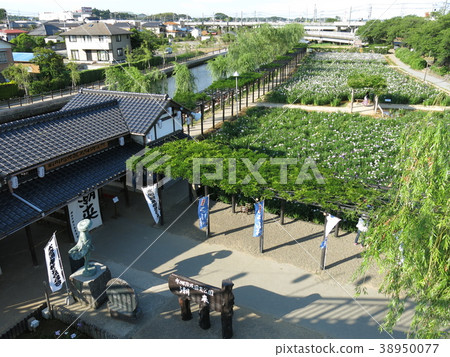 Watersports Tidari Ayame Garden in June where the irises bloom 38950077