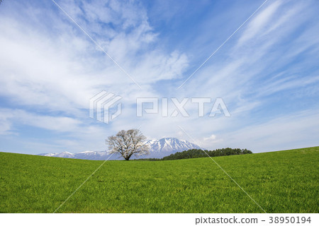 One cherry tree of Koiwai farm One cherry tree of Koiwai farm 38950194