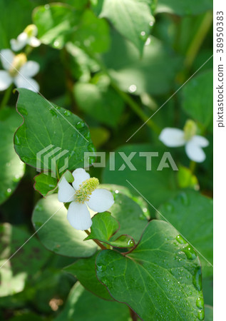 Herbal medicine Dokudami (scientific name: Houttuynia cordata) 38950383