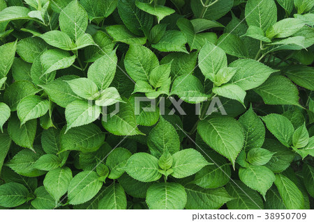 Green leafs of hydrangea with raindrops.  Foliage. 38950709
