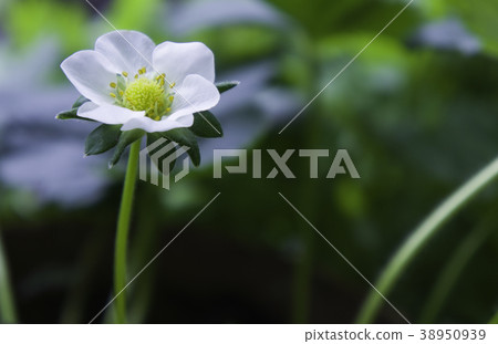 草莓開花 白色花朵 植物 38950939