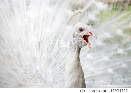 White peacock showing off his bright tail 38951712