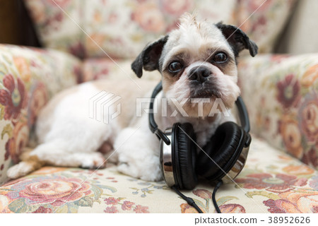 Cute Shih Tzu lies on the shabby chic chair Cute Shih Tzu lies on the shabby chic chair 38952626