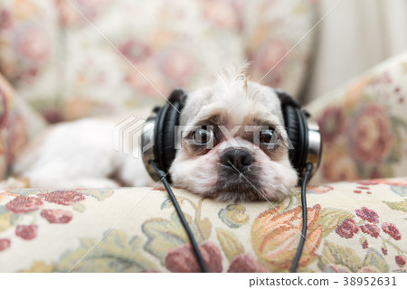 Cute Shih Tzu lies on the shabby chic chair Cute Shih Tzu lies on the shabby chic chair 38952631