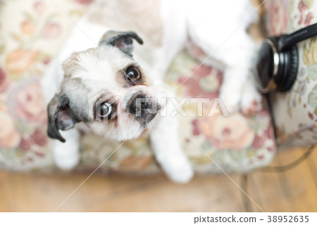 Cute Shih Tzu looking up Cute Shih Tzu looking up 38952635