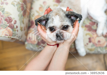 Cute Shih Tzu looking up on her lady Cute Shih Tzu looking up on her lady 38952636