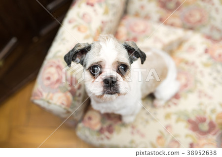 Cute Shih Tzu looking up sitting on the chair Cute Shih Tzu looking up sitting on the chair 38952638