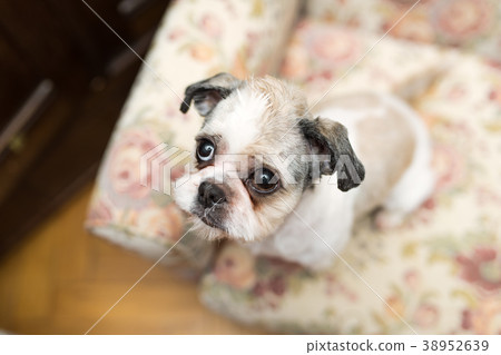 Cute Shih Tzu looking up sitting on the chair Cute Shih Tzu looking up sitting on the chair 38952639