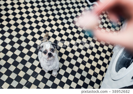 Shih tzu dog with big eyes looking at the food Shih tzu dog with big eyes looking at the food 38952682