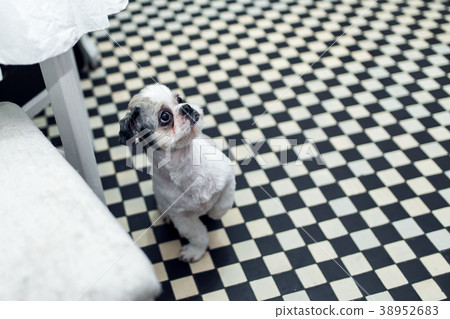 Shih tzu dog with big eyes looking at his lady Shih tzu dog with big eyes looking at his lady 38952683