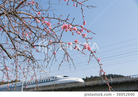 垂柳和東海道新幹線N700系列 垂柳和東海道新幹線N700系列 38952690