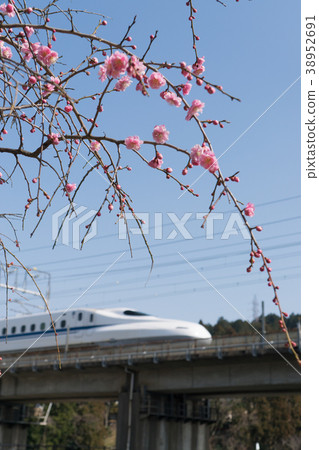 邊梅和東海道新幹線 38952691
