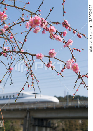 分枝李子和N700新幹線 38952692