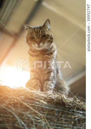 Big lazy domestic barn cat siting on bale in barn 38952747
