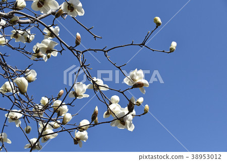 Haku Mokuren（Shiraki Ren） 38953012