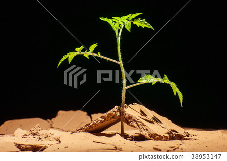 Seedling desert. Desert plants. Tomatoes in the Seedling desert. Desert plants. Tomatoes in the 38953147