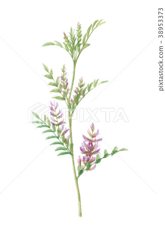 甘草甘草 38953373