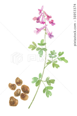 大白菜engusaks花和塊莖 38953374