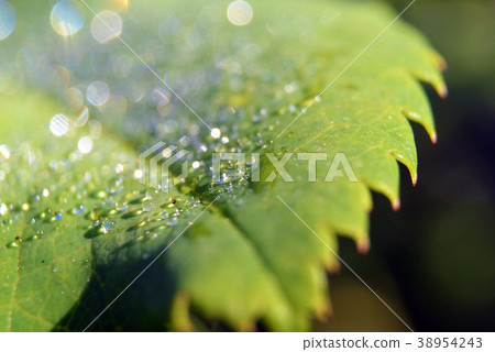 Close up green leaf background with morning dew Close up green leaf background with morning dew 38954243